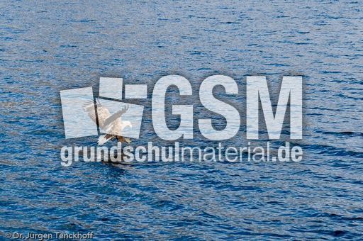 Seeadler (11 von 11).jpg